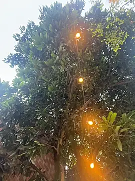 Snapshot of aurora_coldd chatting on 27, 10, 2025 aurora coldd online show from 27, 10, 2025