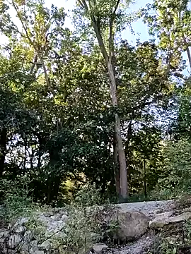 Snapshot of birdg chatting on 30, 9, 2025 birdg online show from 30, 9, 2025