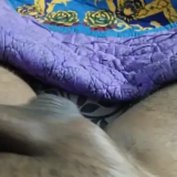 desi pb02 online show from 22, 11, 2025