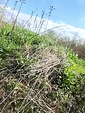 VickyDevilEU online show from 15, 4, 2026