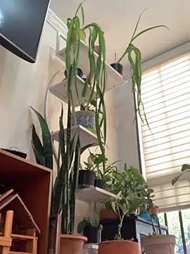 NatashaRex online show from 25, 2, 2026