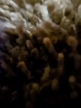 daaarin44 online show from 1, 11, 2025