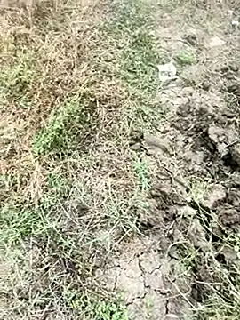 himvilohi08 online show from 9, 1, 2026