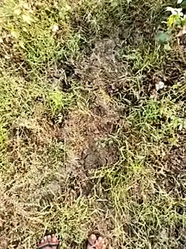 himvilohi08 online show from 8, 1, 2026