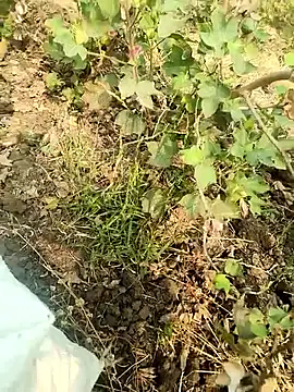 himvilohi08 online show from 5, 2, 2026