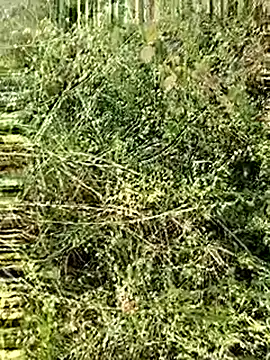 himvilohi08 online show from 4, 12, 2025