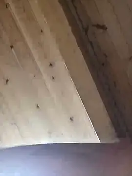 Angelsordemons6 online show from 19, 9, 2025