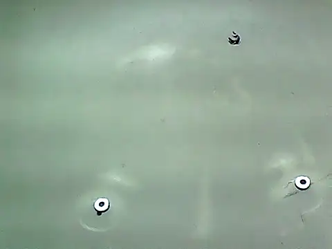 20cmloiro online show from 8, 1, 2026