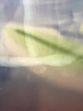 Snapshot of starsaligned chatting on 7, 1, 2026 starsaligned online show from 7, 1, 2026