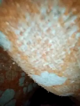 Snapshot of ParousFlow chatting on 19, 1, 2026 ParousFlow online show from 19, 1, 2026