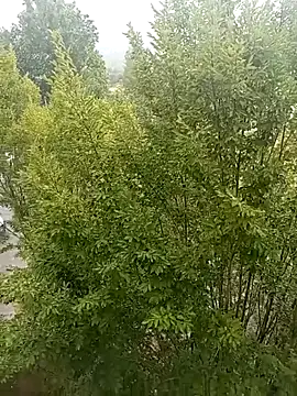 mrlolimirass online show from 4, 6, 2026