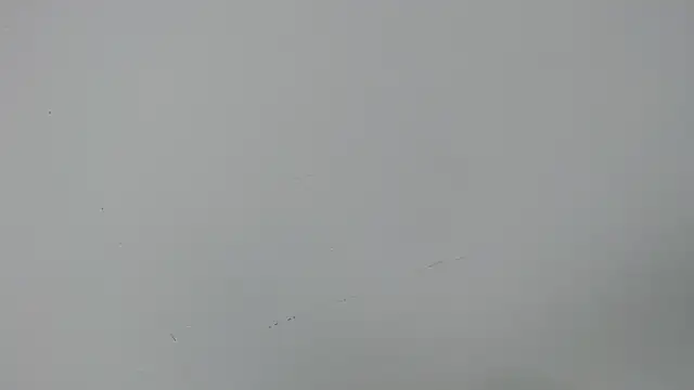 eladyrous98 online show from 17, 12, 2025