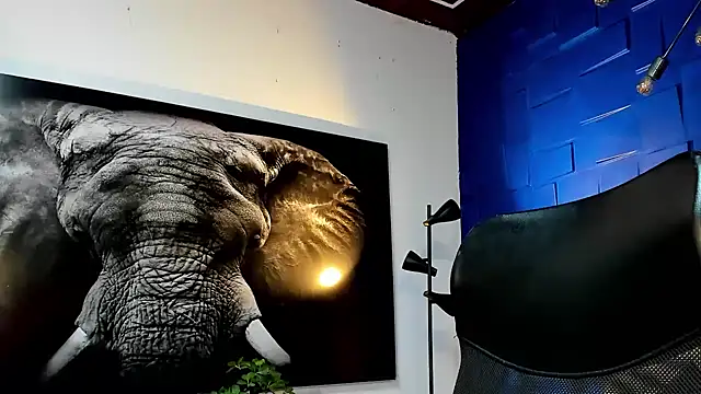 king falconer online show from 29, 11, 2025