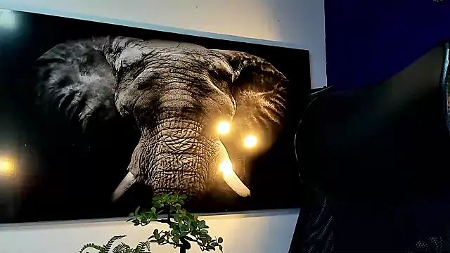 king falconer online show from 27, 11, 2025