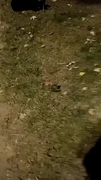 jvdzj-0  online show from 18, 10, 2025