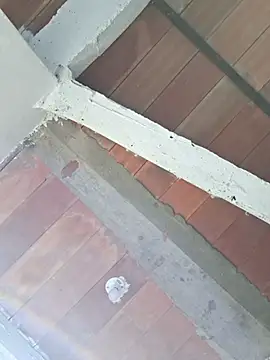 Cataleya ja online show from 24, 2, 2026