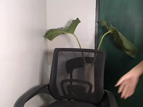 Natsboii online show from 11, 1, 2026