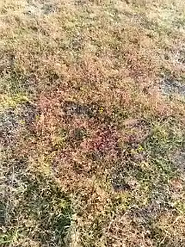 coocon2020 online show from 16, 11, 2025