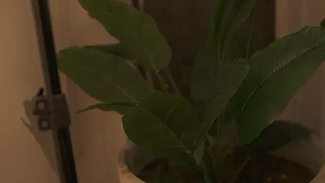 Ariaa Isabell online show from 12, 9, 2025