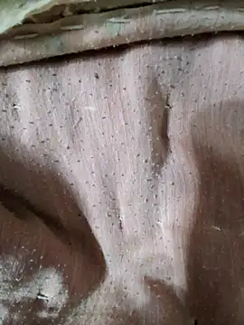 RAYI Queen 3 online show from 10, 1, 2026