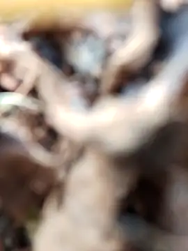 Gauri-Dhar online show from 3, 11, 2025