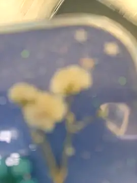 chocolate bella online show from 10, 4, 2026