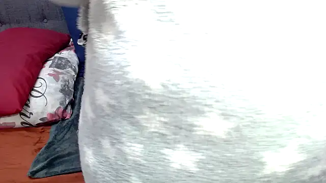 chockclitx5 online show from 22, 4, 2026