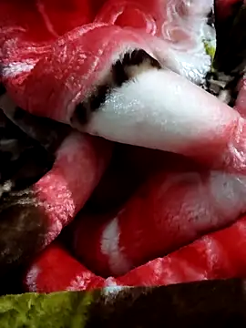 kashmiri17 online show from 26, 11, 2025