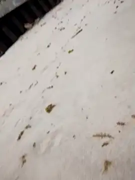 Snapshot of sarahkat86 chatting on 25, 10, 2025 sarahkat86 online show from 25, 10, 2025