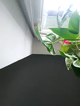 Czarnoksieznik online show from 2, 11, 2025