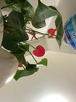 Czarnoksieznik online show from 24, 3, 2026