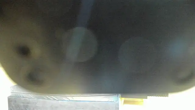 Megan Sweetas online show from 26, 11, 2025