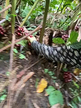 Huong-Ly online show from 28, 10, 2025