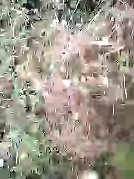 PhamPm70 online show from 3, 2, 2026