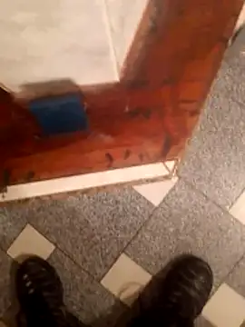 vergonvenco online show from 10, 3, 2026