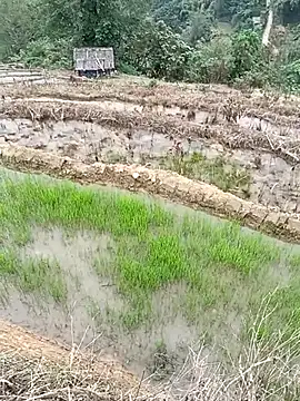 CoMay003 online show from 1, 4, 2026