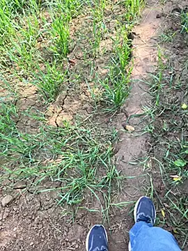 Desiandaj online show from 29, 11, 2025