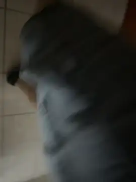 maialexte online show from 29, 4, 2026