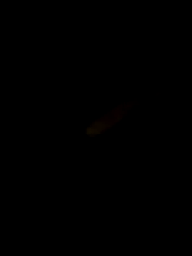 Dicksxd online show from 6, 10, 2025