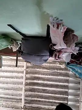 akshant1234 online show from 8, 11, 2025