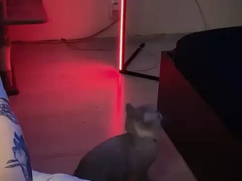 davesinner online show from 1, 3, 2026