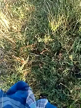 dolphiinn online show from 19, 4, 2026