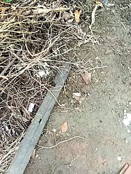 dolphiinn online show from 17, 10, 2025