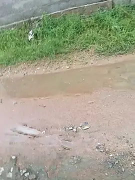 dolphiinn online show from 29, 11, 2025