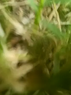 dolphiinn online show from 20, 3, 2026