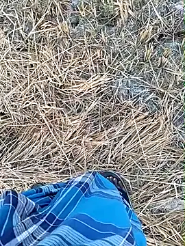 dolphiinn online show from 27, 3, 2026