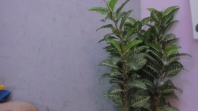 scarlett646 online show from 29, 11, 2025