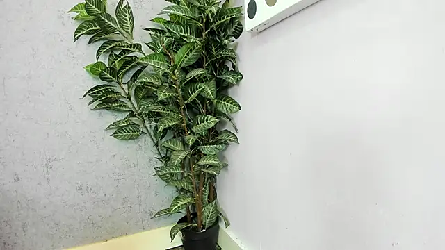 scarlett646 online show from 26, 2, 2026