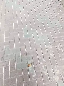 Snapshot of king_godgm chatting on 24, 11, 2025 king godgm online show from 24, 11, 2025