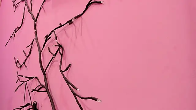 Liam evvan online show from 13, 1, 2026